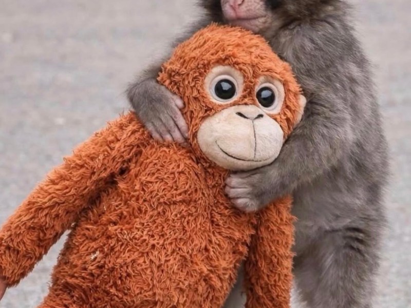 Punch e il nostro bisogno di&nbsp;accudimento